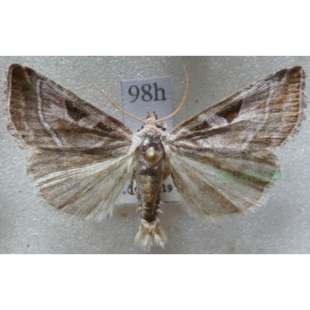 Eucarta virgo (Treitschke, 1835) Najemka dziewica Czech98h
